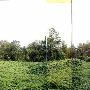 Kudzu Valley