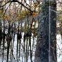 Cypress Swamps