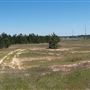 Tree Lot