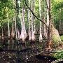 Swamp