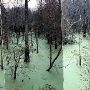 Swamps