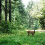 Natchez Trace