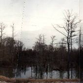 Swamp