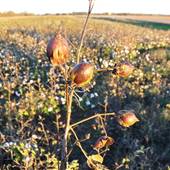 Delta Landscape, Clarksdale