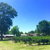 Sandy Run Farm