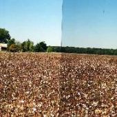 Sharecropper Cabin, Cotton Field
