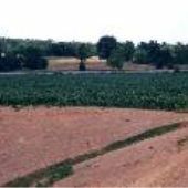 Kudzu Road