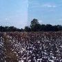 Cotton Gin