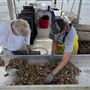 Off Bottom Oyster Farming - Gulf Coast