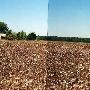 Sharecropper Cabin, Cotton Field