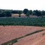 Kudzu Road