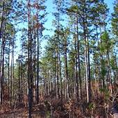 De Soto National Forest