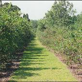 Dabbs Blueberry Farm