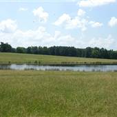 Chandler Farm 2