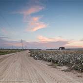 Landscape reference - Delta cotton