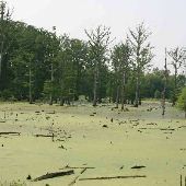 Swamp