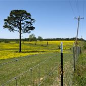 Field of flowers, trees, MS highway 12