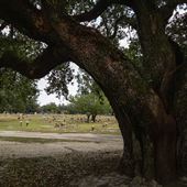 Floral Hills Memorial Gardens Cemetary