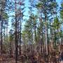 De Soto National Forest