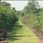 Dabbs Blueberry Farm
