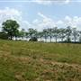 J Foy Farm