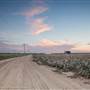 Landscape reference - Delta cotton
