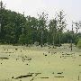 Swamp