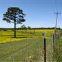 Field of flowers, trees, MS highway 12