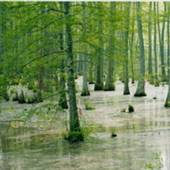Holly Springs National Forest