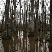 Coles Creek