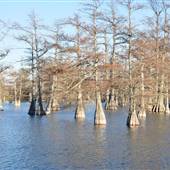 Cypress Lake