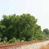 Houses along Tracks