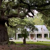 Holly Grove