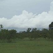 Peach Orchard