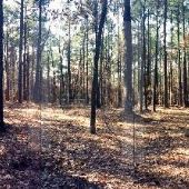 Abandoned Cemetery