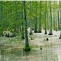 Holly Springs National Forest