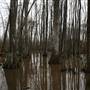 Coles Creek