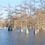 Cypress Lake