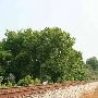 Houses along Tracks