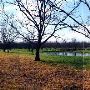Smith's Pecan Grove