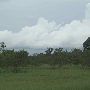 Peach Orchard