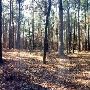 Abandoned Cemetery