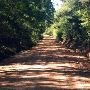 Cotton Blossom Road