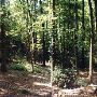Old Growth Elm Forest