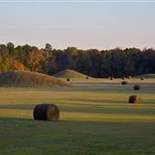 Pharr Mounds
