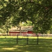 Palmetto Road Pecan Grove