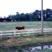 Newman Farm