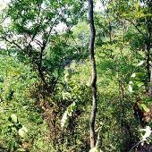 Woods, Cliff
