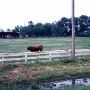 Newman Farm