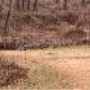 Grand Village Natchez Indians